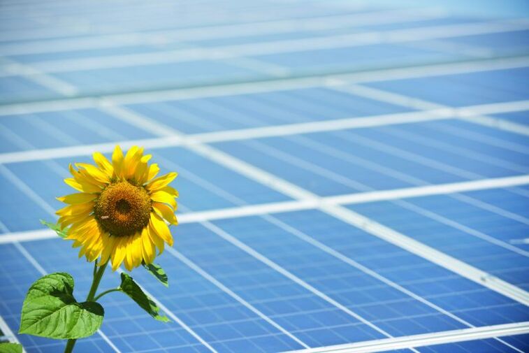 girasol y paneles solares para ahorrar energía